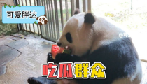 娱乐吃瓜大熊猫,揭秘大熊猫的娱乐生活