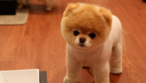 娱乐吃瓜酱精神抚慰犬,陪你度过欢乐时光